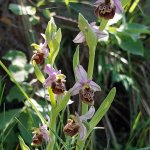 All’interno della Riserva fioriscono le orchidee selvatiche 
